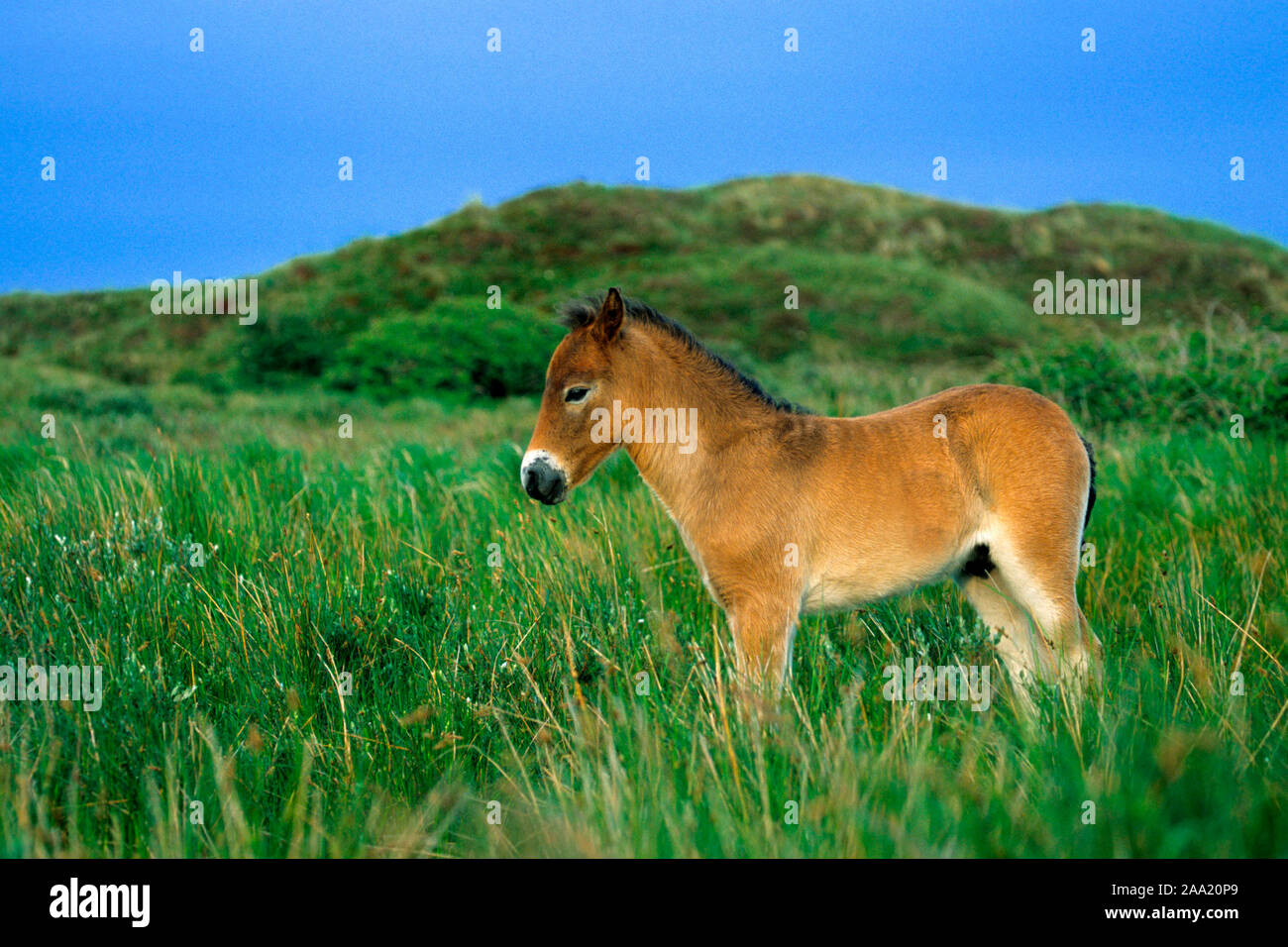 Exmoor-Pony, Foto Stock