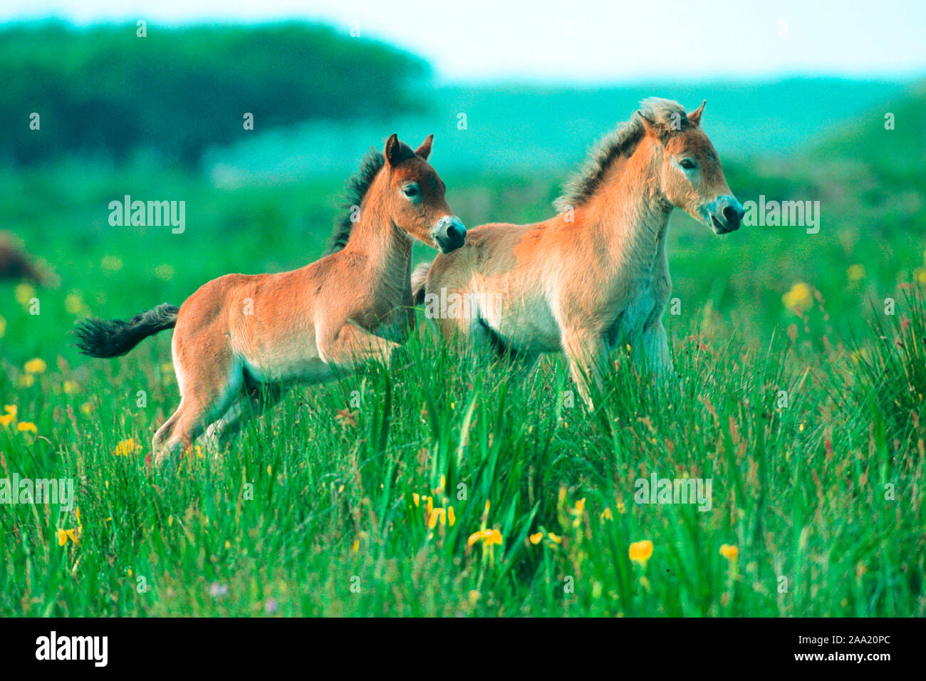 Exmoor-Pony, Foto Stock
