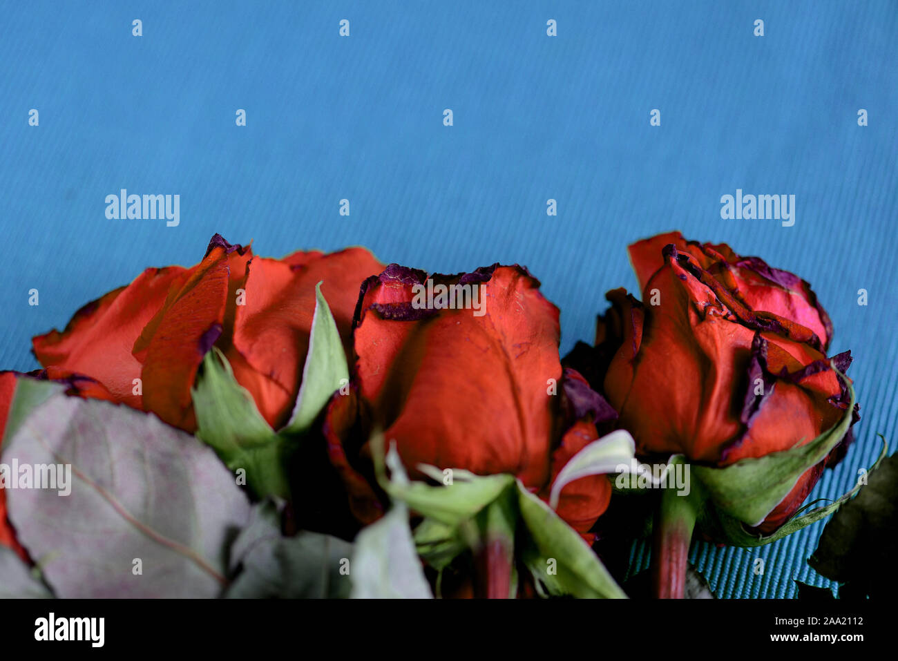 Rose appassite di colore rosso su sfondo blu sfondo tessili close-up Foto Stock