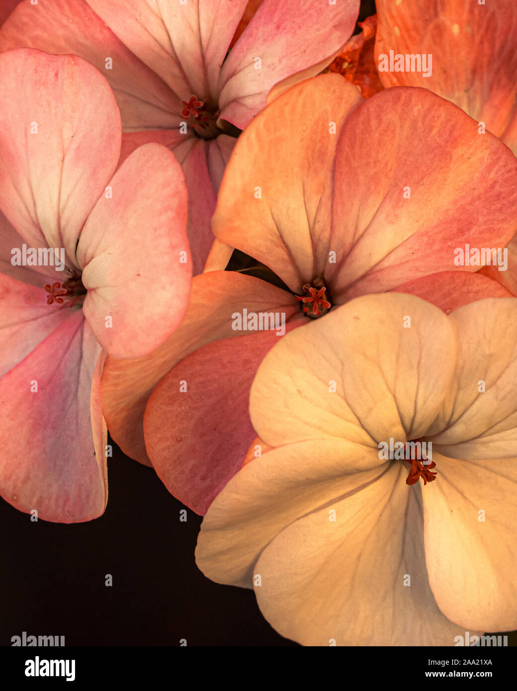 Grappolo di rosso selvatico si abbassa nella composizione a tenuta con il dettaglio dei petali del polline Foto Stock