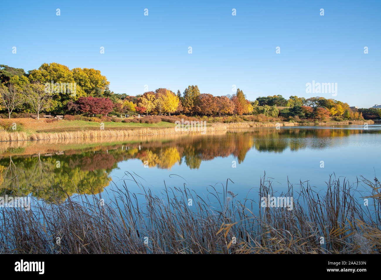 Foglie di autunno. Scenario autunnale. Lago. Seoul Olympic Park in Corea del Sud Foto Stock