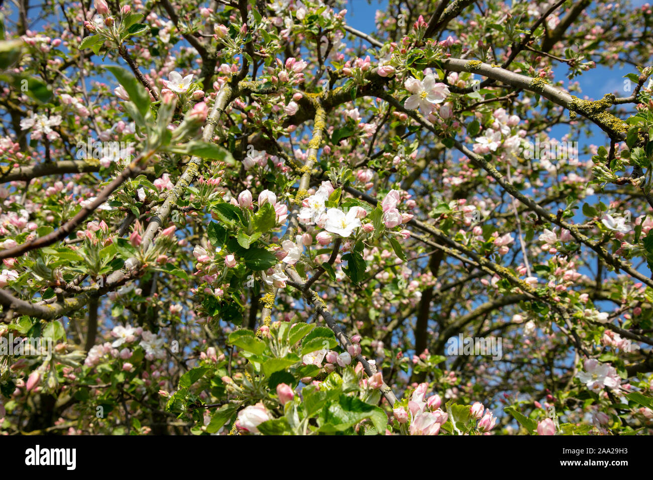 L'albero da frutto produce bellissimi boccioli di fiori Foto Stock