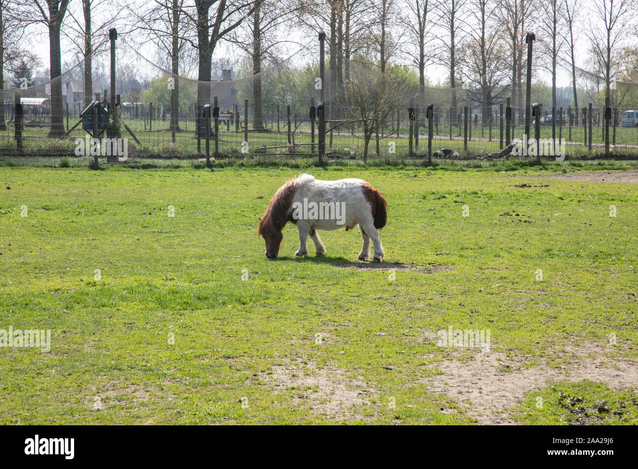 Il pony al pascolo mangia l'erba Foto Stock