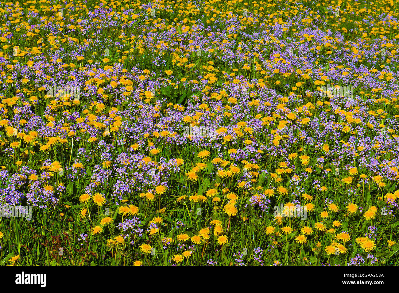 Campo di fiori (comune di tarassaco e fiori di cucù) a Tysvaer, hordaland, Norvegia, nel maggio 2015. Foto Stock