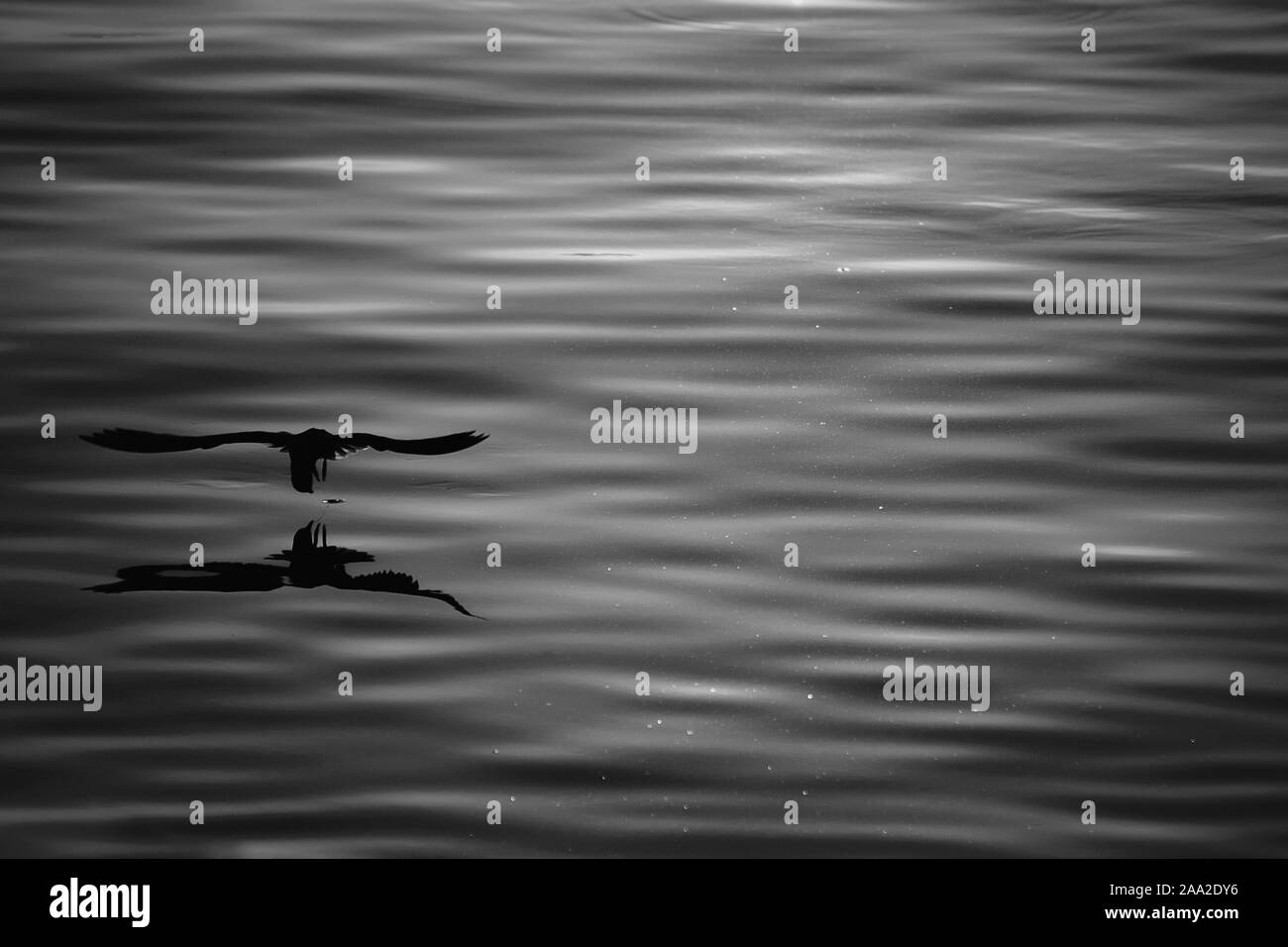 Silhouette seagull volare sopra il mare con ombra la riflessione alla luce del tramonto. bella azione di uccelli in natura la vita con copia spazio. in bianco e nero di p Foto Stock