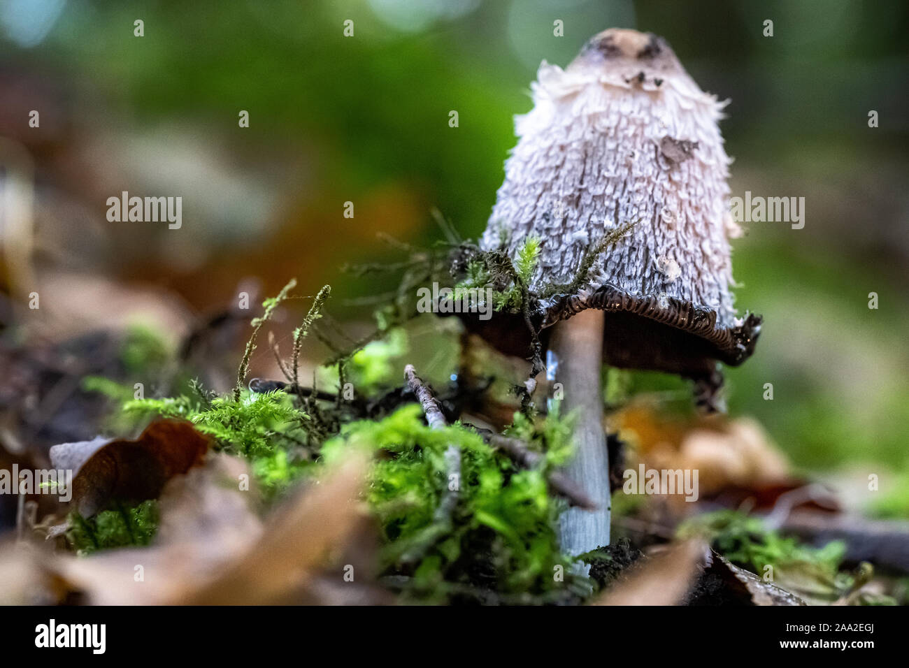 Coprinus comatus, shaggy copertura di inchiostro, avvocato parrucca, o shaggy mane, è un fungo comune spesso visto che cresce su prati lungo strade di ghiaia e aree di rifiuti Foto Stock