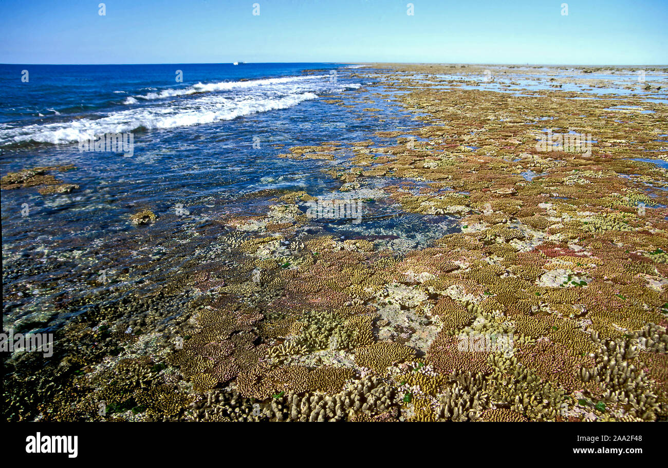 La barriera corallina esterna piatta e il bordo della barriera corallina presso l'Isola Heron, soutrhern Grande Barriera Corallina, Australia Foto Stock