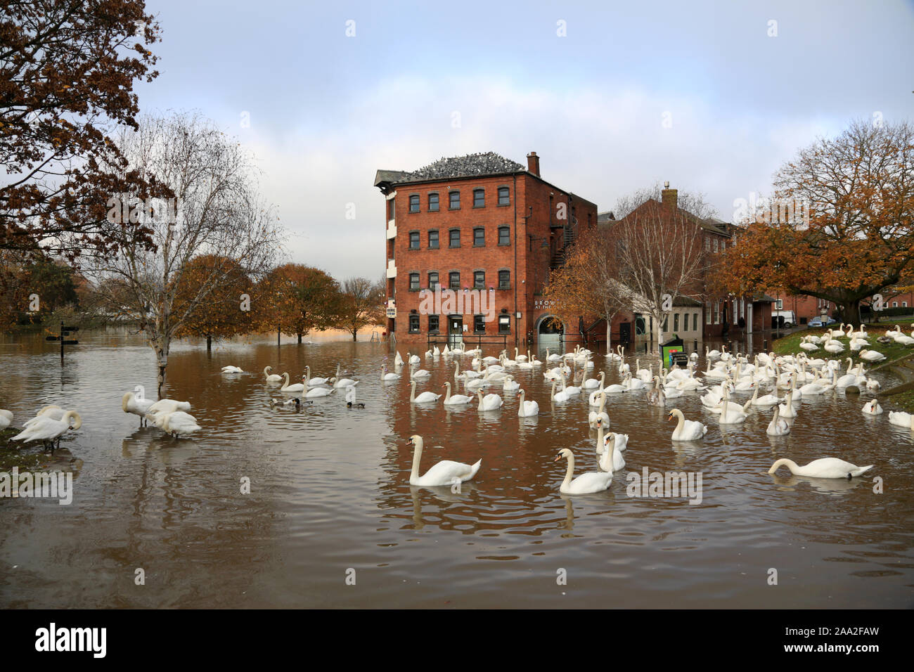 Cigni su allagato il fiume Severn a Worcester city centre, Worcestershire, Inghilterra, Regno Unito. Foto Stock