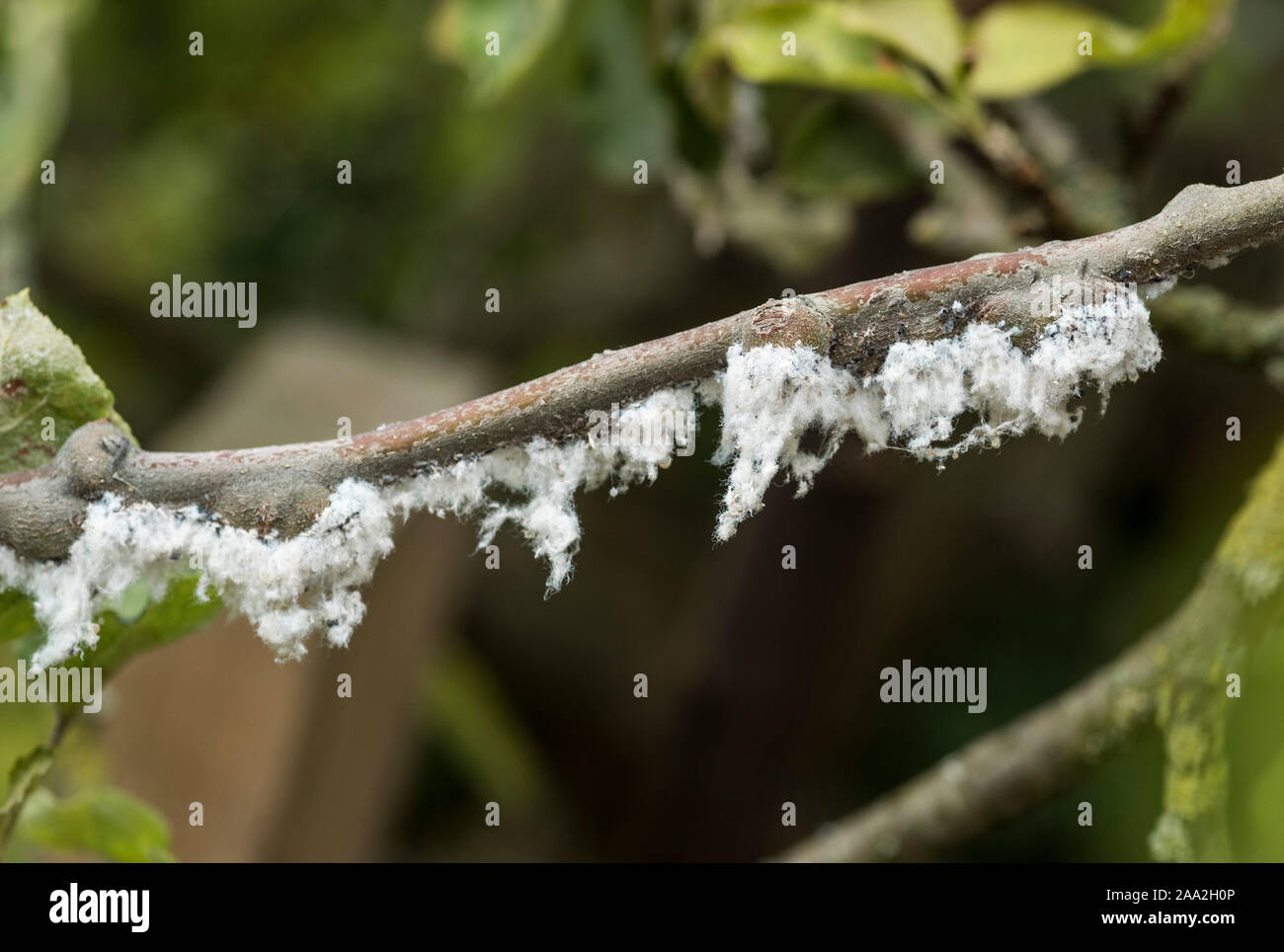 Lo sticky lana cotone come segno di lanosi afide infestazione su un albero di mele. Foto Stock