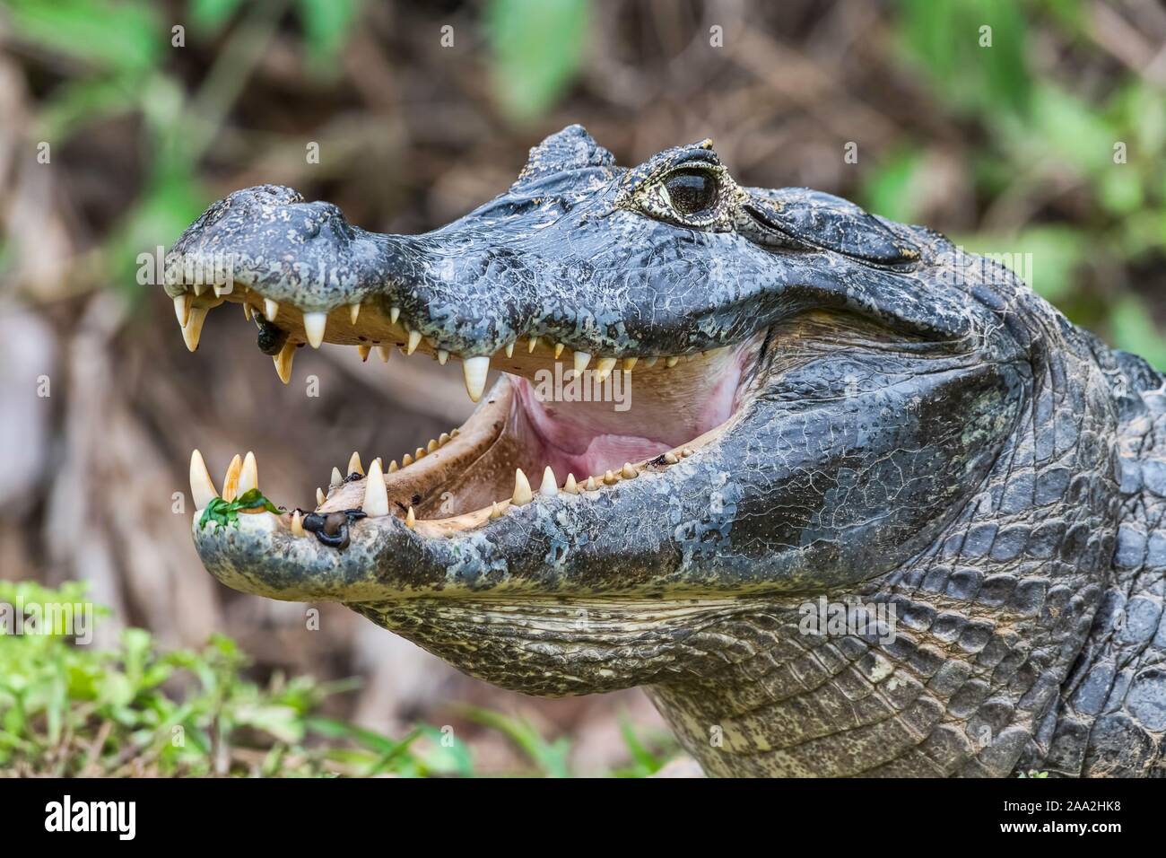 Caimano dagli occhiali (Caiman crocodilus yacare), a bocca aperta con le sanguisughe, animale ritratto, Pantanal, Mato Grosso, Brasile Foto Stock