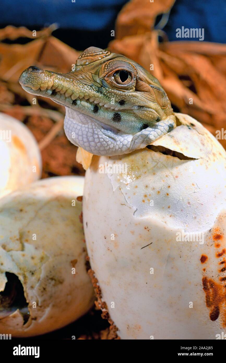 West African snello-snouted crocodile (Mecistops cataphractus) fuori di schiusa delle uova, captive, Africa occidentale Foto Stock