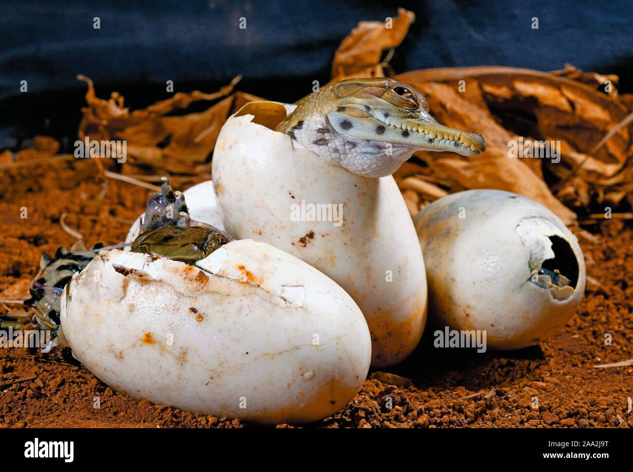 West African snello-snouted crocodile (Mecistops cataphractus) fuori di schiusa delle uova, captive, Africa occidentale Foto Stock