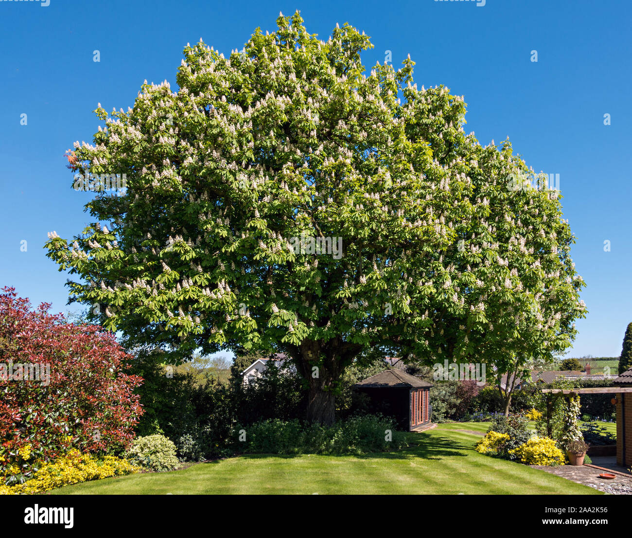 Coppia di Ippocastano tree (Aesculus hippocastanum) cresce nel giardino interno e coperte di fiori bianchi fiori, Leicestershire, England, Regno Unito Foto Stock