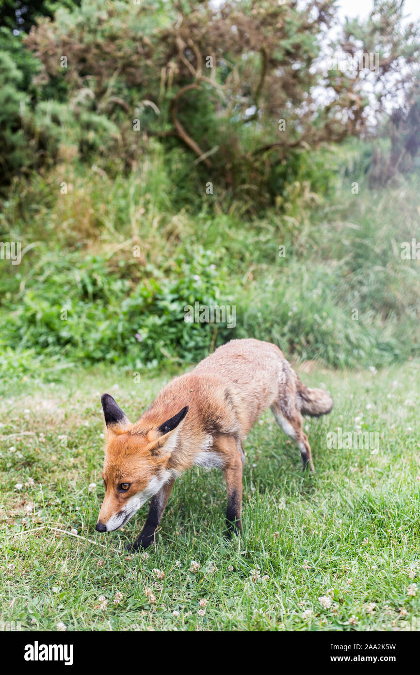 Fox in un parco di Londra, Inghilterra, Regno Unito Foto Stock