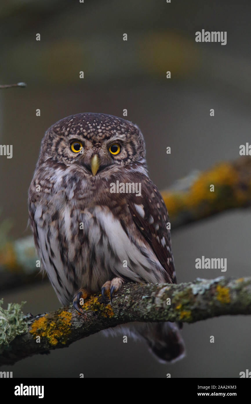 Ritratto di Gufo pigmeo (Glaucidium passerinum), Europa Foto Stock