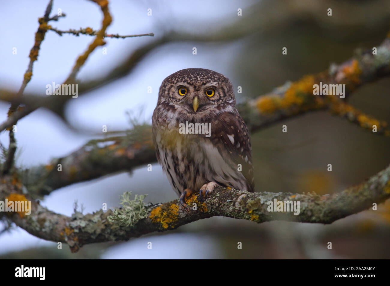 Ritratto di Gufo pigmeo (Glaucidium passerinum), Europa Foto Stock