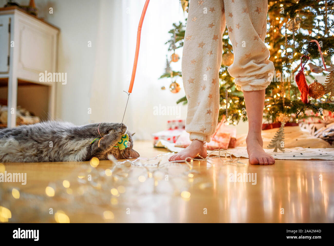 La ragazza e il suo gatto giocando con un gatto bacchetta giocattolo a Natale Foto Stock