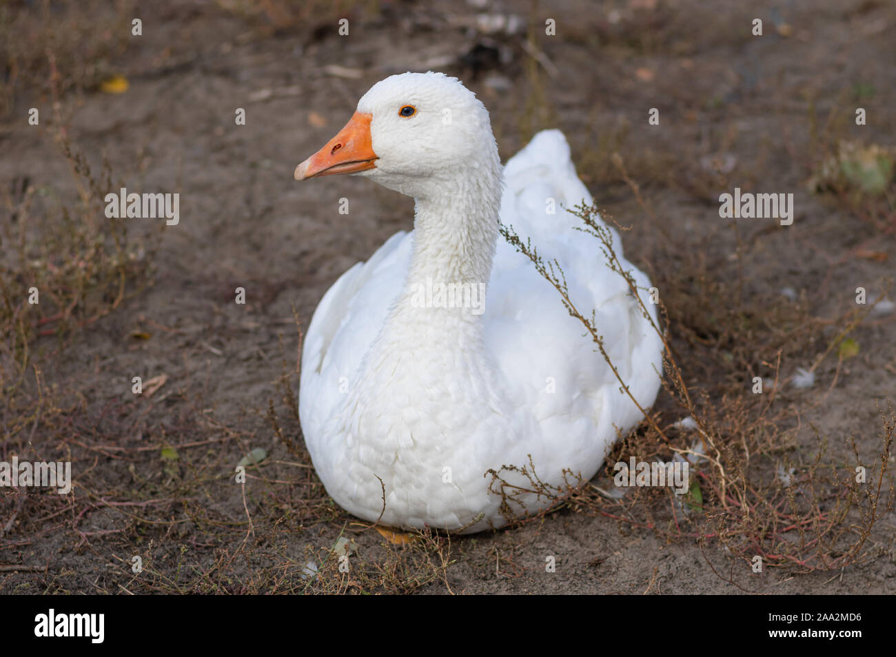 Bel ritratto del grande bianco oca domestico seduto con calma sulla terra autunnale Foto Stock