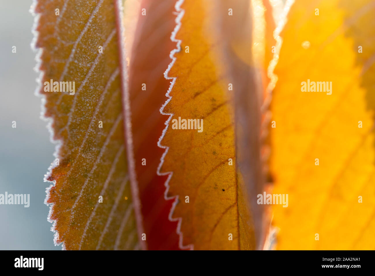 Willingham, Cambridgeshire Regno Unito il 19 novembre 2019. I cristalli di ghiaccio coprire le foglie di autunno nella Comunità Willingham Orchard a basse temperature come temperature è scesa a meno tre gradi centigradi per tutta la notte su una delle notti più freddi della stagione finora quest'anno. Credito: Julian Eales/Alamy Live News Foto Stock