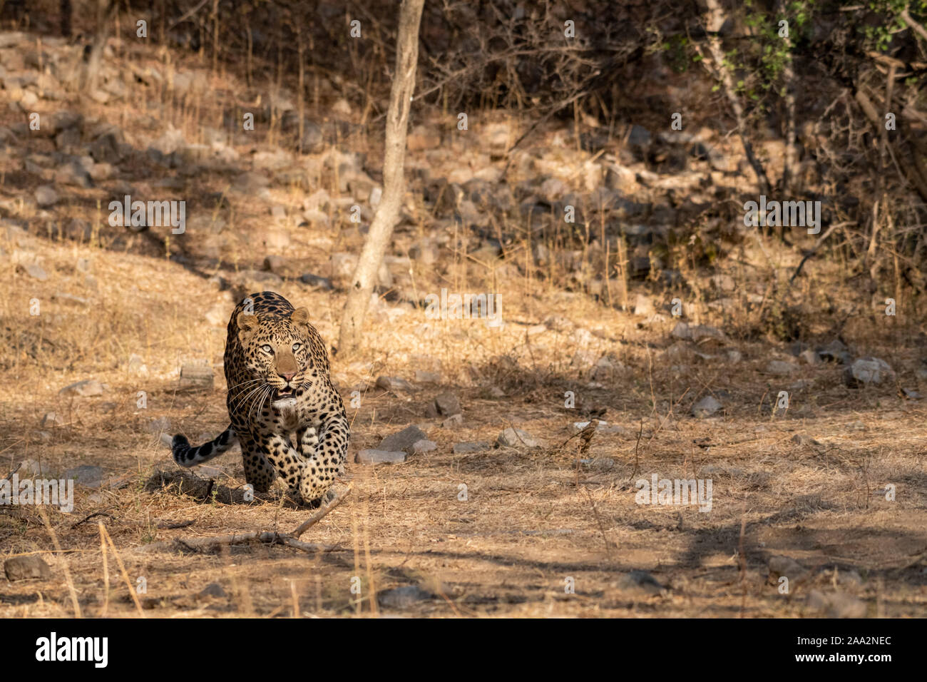 Indian leopard o panther o panthera pardus fusca con il contatto visivo. Passeggiate in mattina presto luce alla foresta jhalana riserva di leopard jaipur india Foto Stock