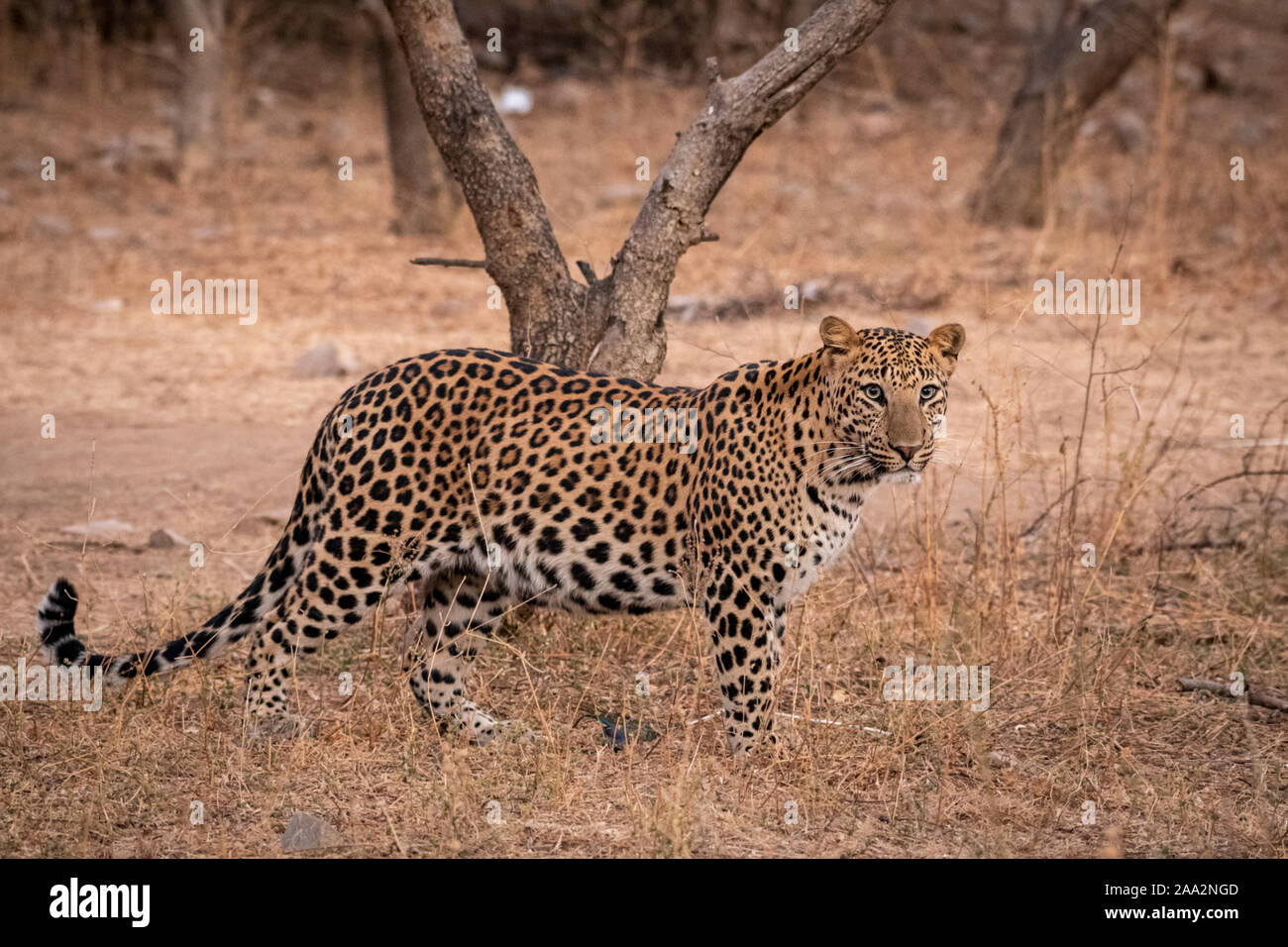 Indian leopard o panther o panthera pardus fusca con il contatto visivo. Passeggiate in mattina presto luce alla foresta jhalana riserva di leopard jaipur india Foto Stock