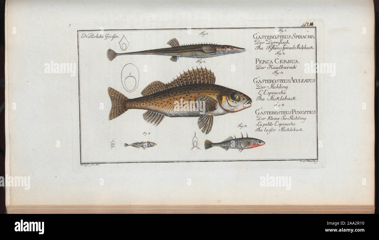 Gross, 1994, n. 120; 1. Spinachia Gasterosteus, Il Fifteen-Spined Stickleback; 2. Perca Cernua, Ruffe; 3. Gasterosteus Aculeatus, La Stickleback; 4. Gasterosteus Pungitius, minore Stickleback. Foto Stock