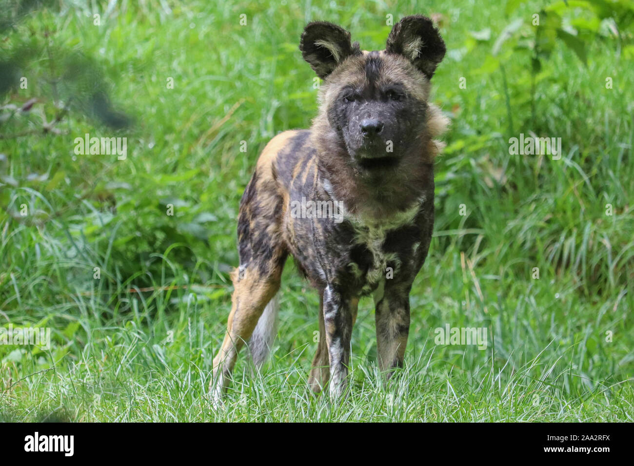 Africa maschio cane selvatico, il sig. Diallo (Lycaon pictus) Foto Stock
