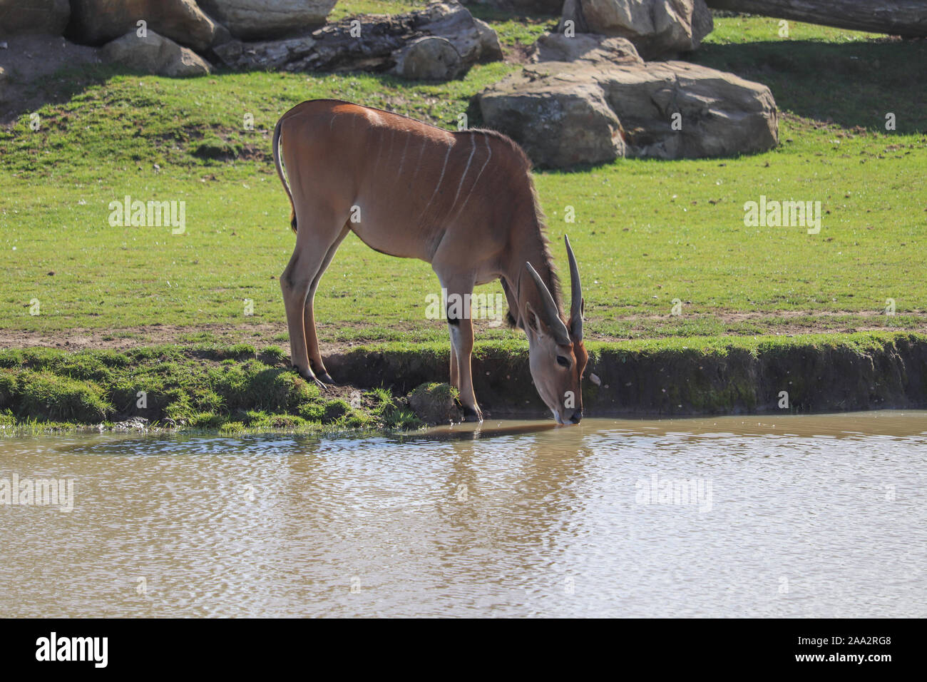 Femmina Eland comune (Taurotragus oryx) Foto Stock