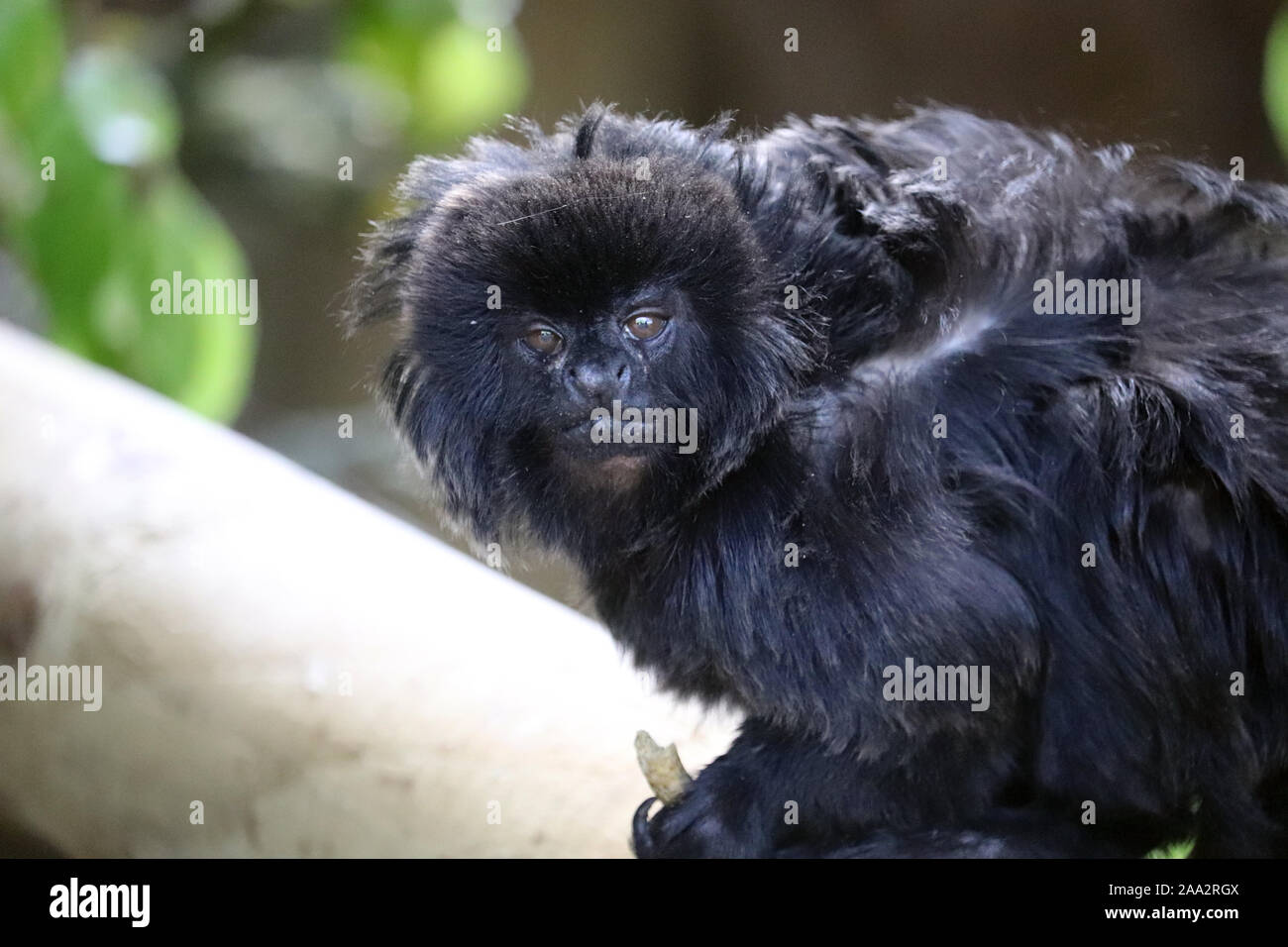Goeldi maschio di scimmia, Santiago (Callimico goeldii) Foto Stock