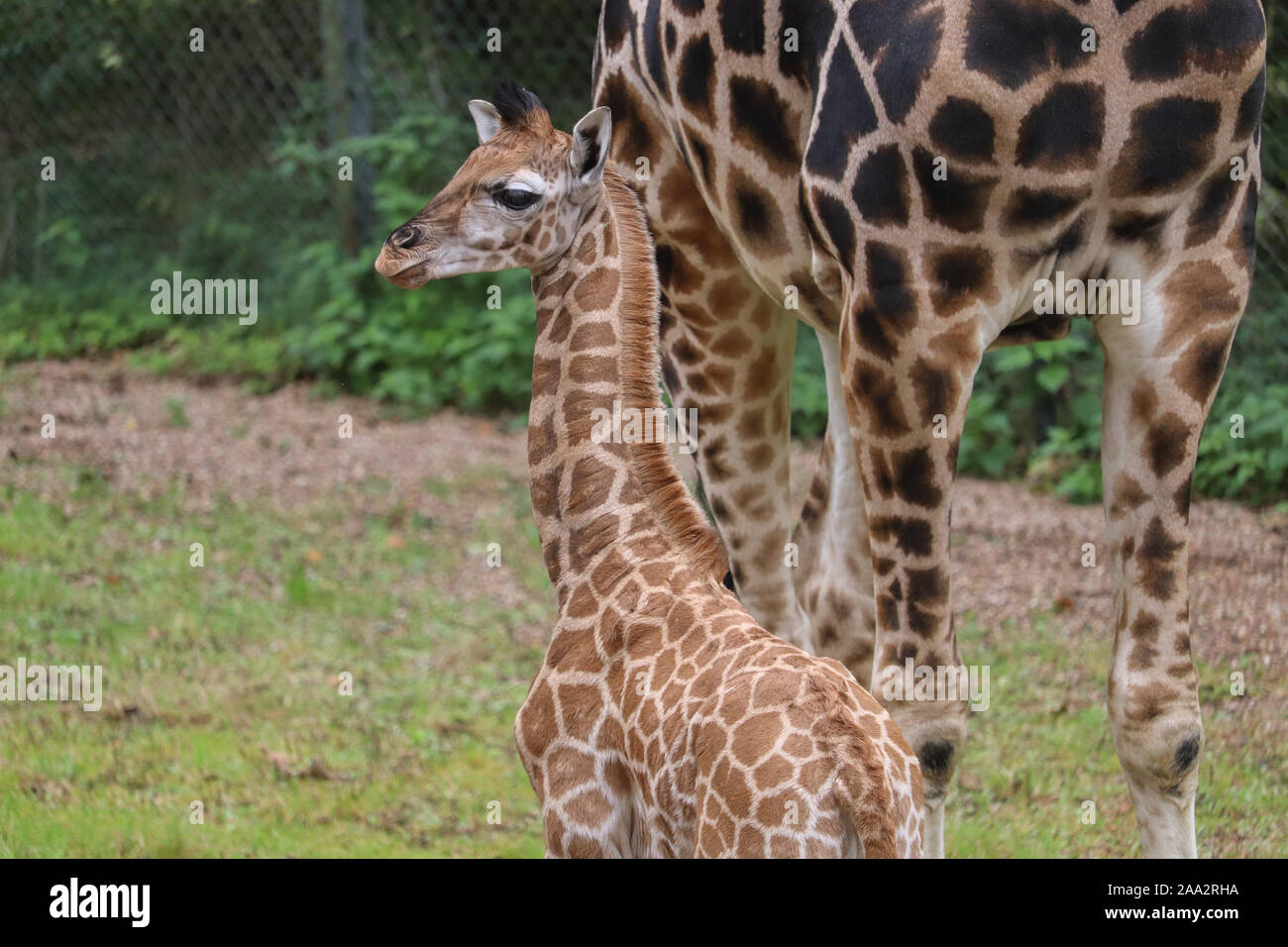 Giraffa femmina di vitello, di Kira (Giraffa camelopardalis rothschildi) Foto Stock