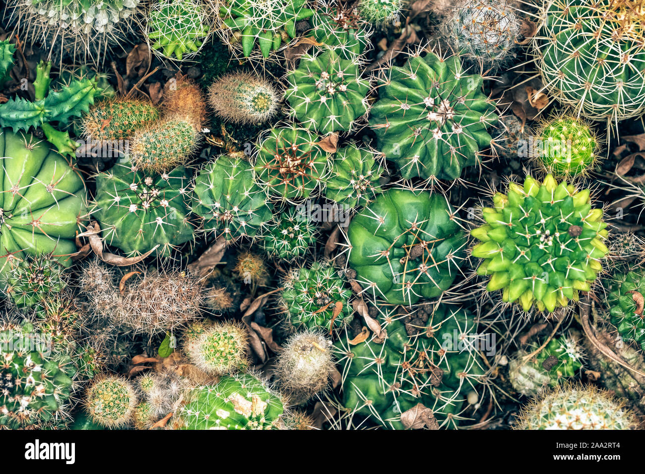 Vari verde cactus sfondo Foto Stock