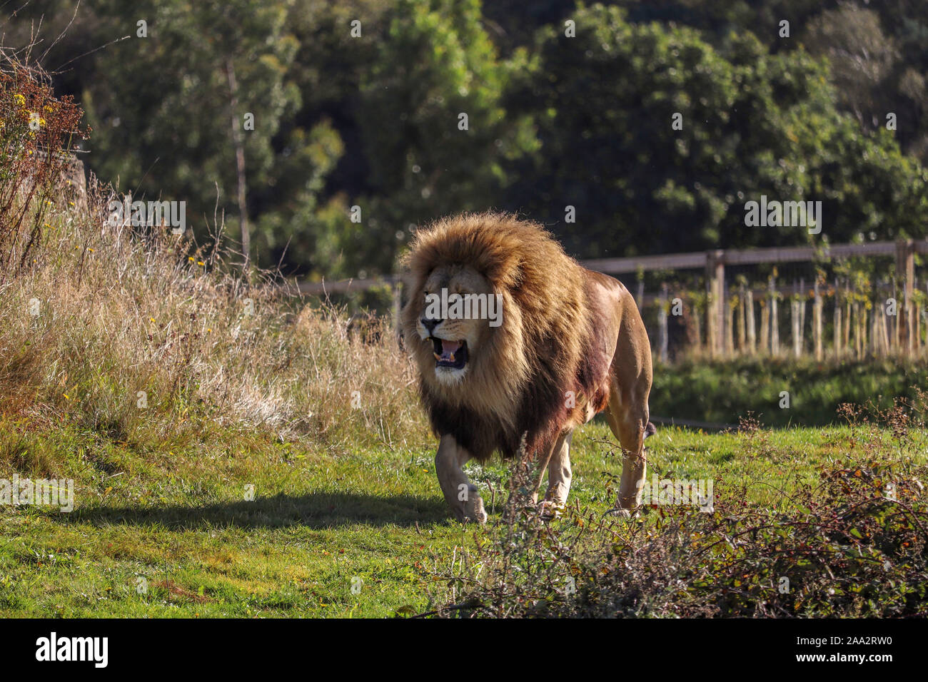 Maschio di Leone Simba (Panthera leo) Foto Stock