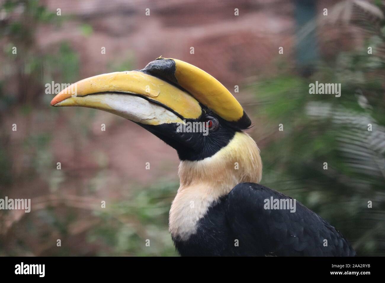 Maschio grande Hornbill (Buceros simum) Foto Stock