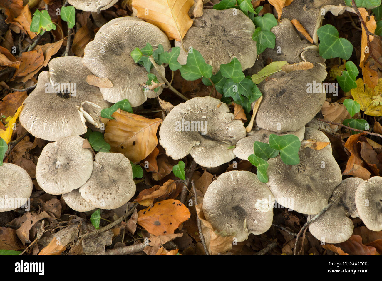 Gruppo di toadstools nel bosco di faggio, Cavaliere, Tricholoma sciodes, Ottobre, Sussex, Regno Unito Foto Stock