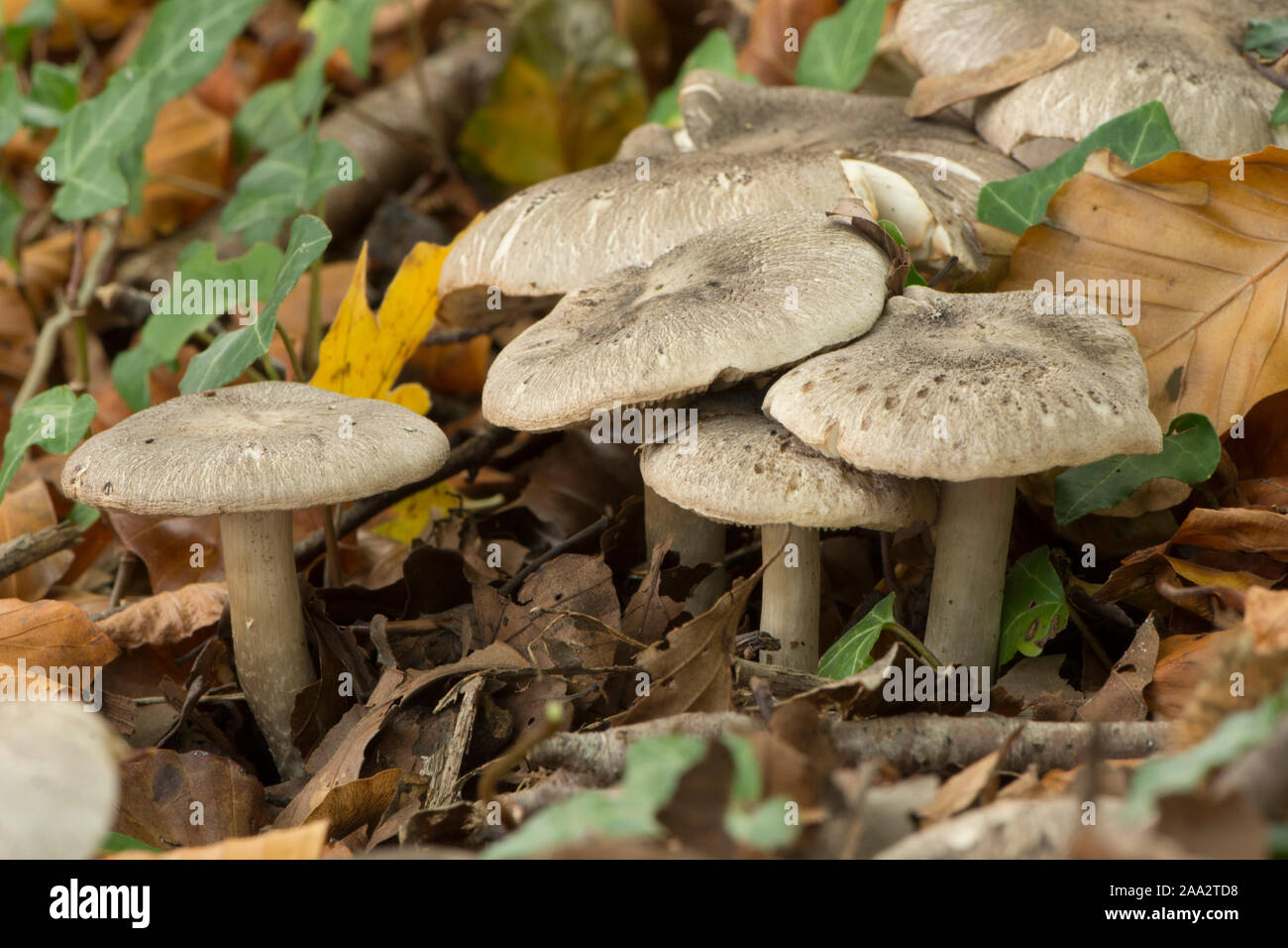 Gruppo di toadstools nel bosco di faggio, Cavaliere, Tricholoma sciodes, Ottobre, Sussex, Regno Unito Foto Stock