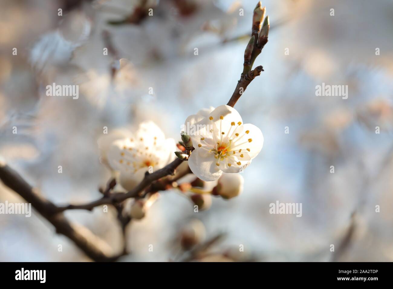 Bianco di primavera fioriture dei fiori su un albero. Foto Stock