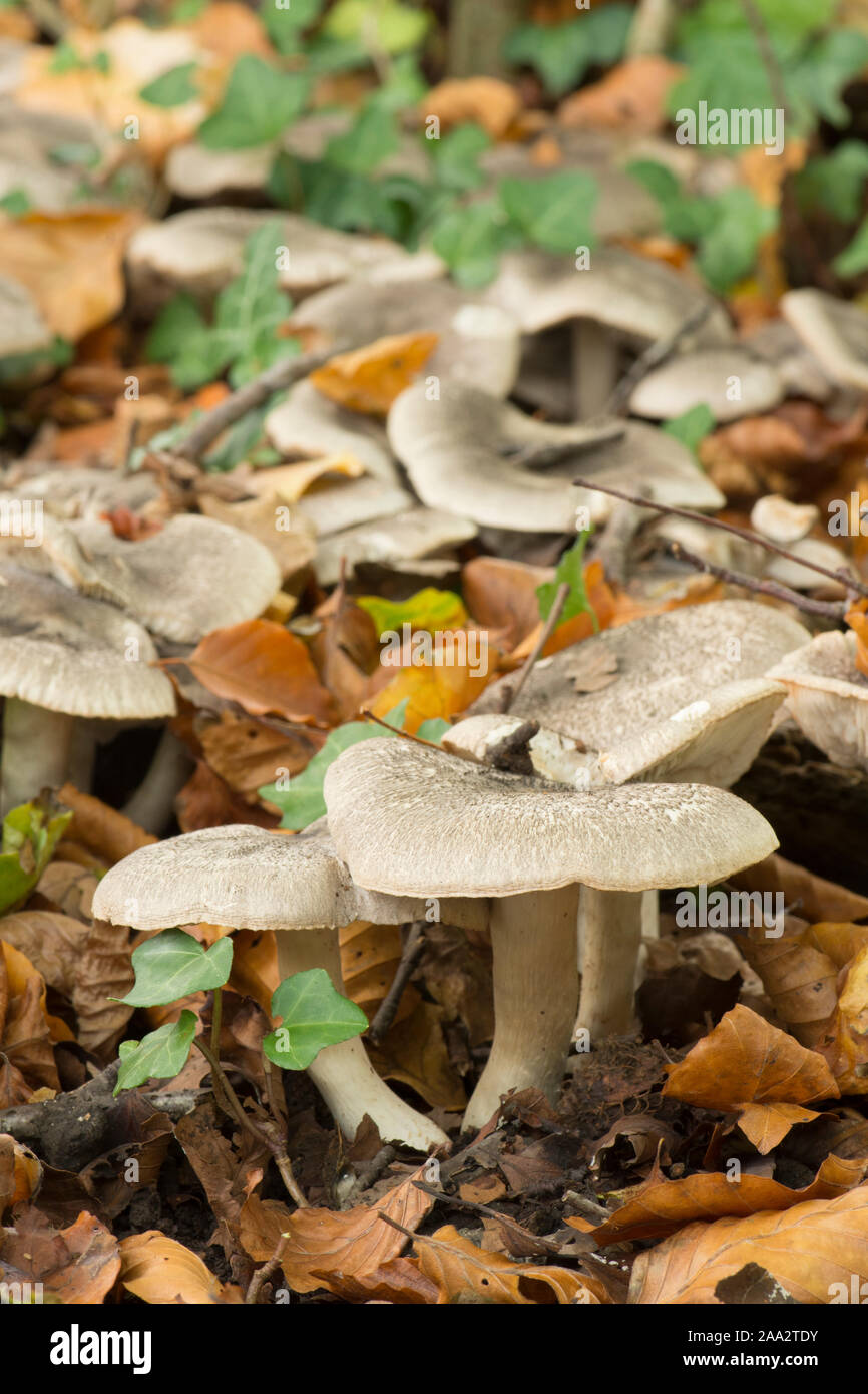 Gruppo di toadstools nel bosco di faggio, Cavaliere, Tricholoma sciodes, Ottobre, Sussex, Regno Unito Foto Stock
