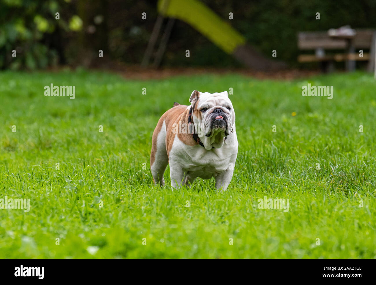 L'amore incondizionato, amore incondizionato Foto Stock
