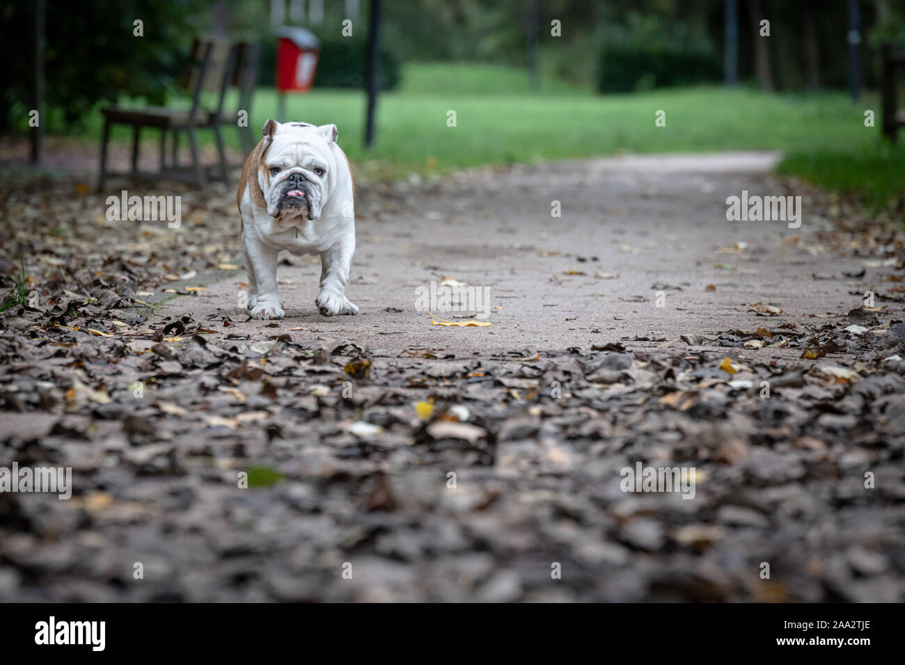 L'amore incondizionato, amore incondizionato Foto Stock
