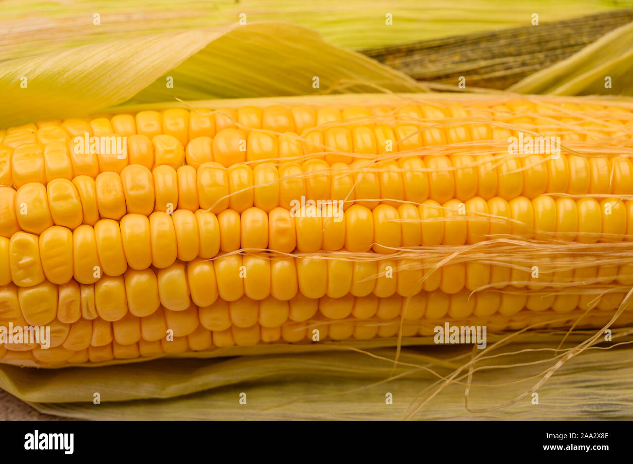 Un orecchio con la buccia di mais sul tavolo. Raccolto autunnale. Dieta sana. Dieta Fitness. Per una dolcezza. Close up Foto Stock