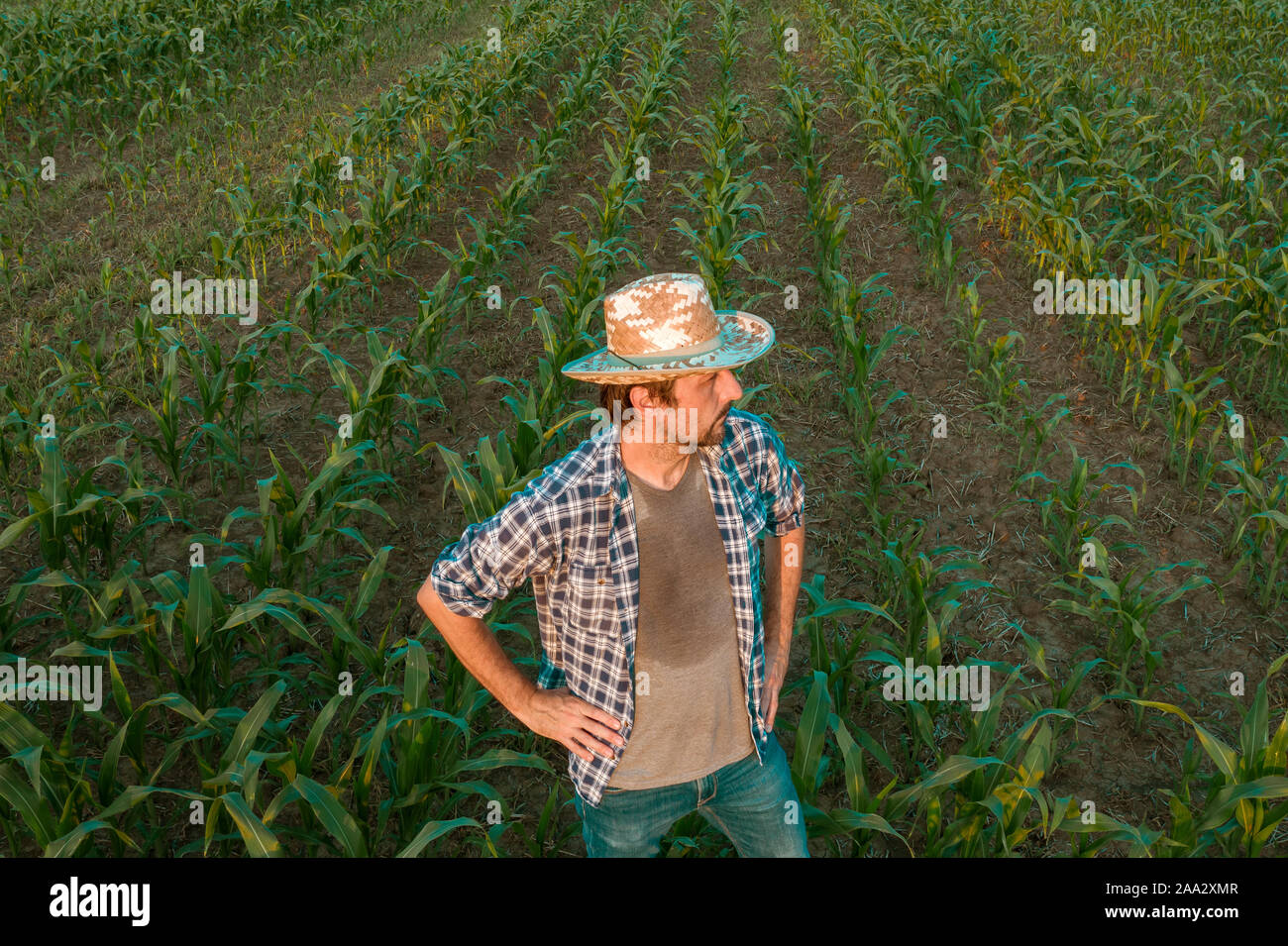 Stanco esaurito agricoltore permanente coltivati nel campo di sorgo guardando sopra le colture nella sua maglietta sudate dopo laboriosa attività agricola Foto Stock