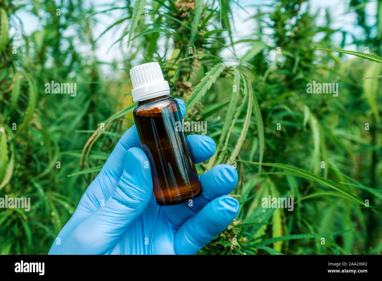 Scienziato CBD di contenimento olio di cannabis bottiglia coltivati nel campo di marijuana, la stretta di mano con cannabidoil, il fuoco selettivo Foto Stock