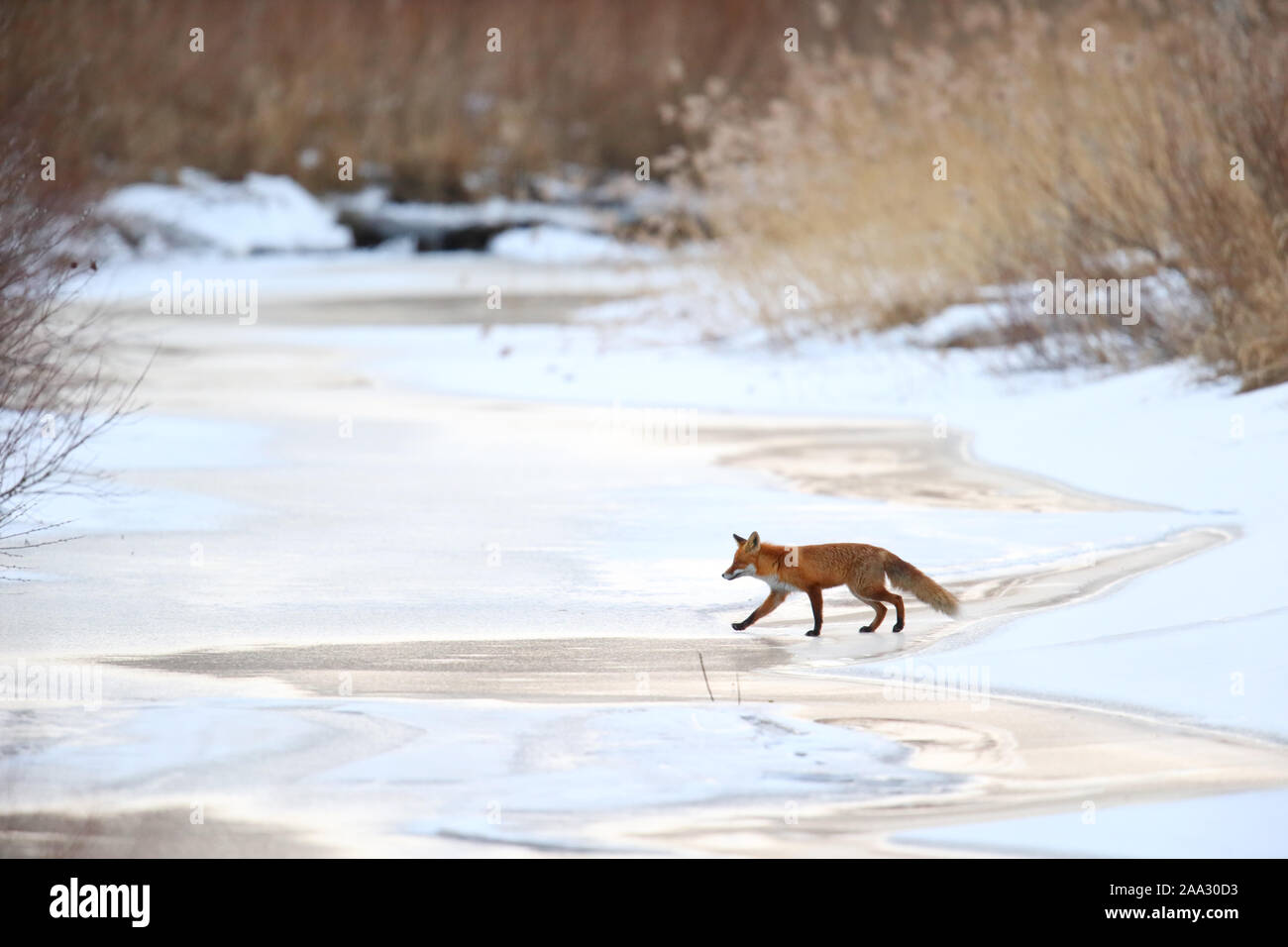 Red Fox (Vulpes vulpes) che attraversa il fiume sul ghiaccio. Europa, Estonia Foto Stock