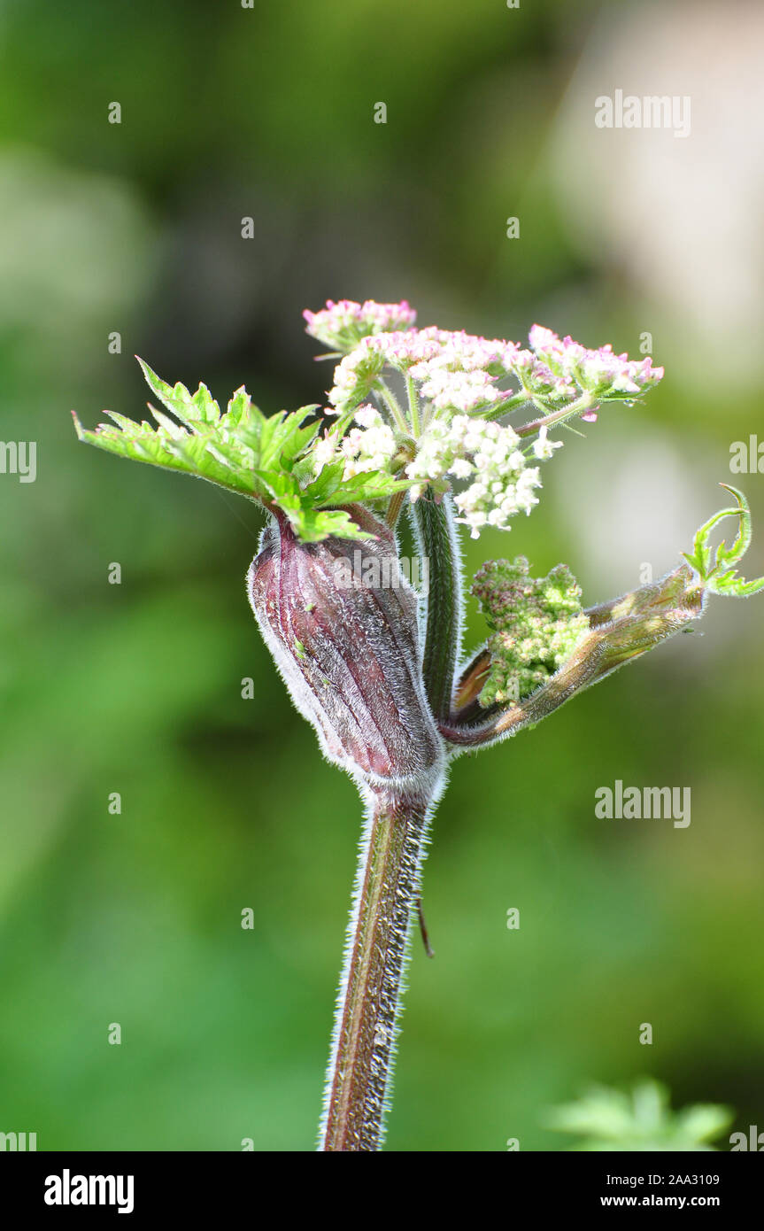 Hogweed fiori Foto Stock