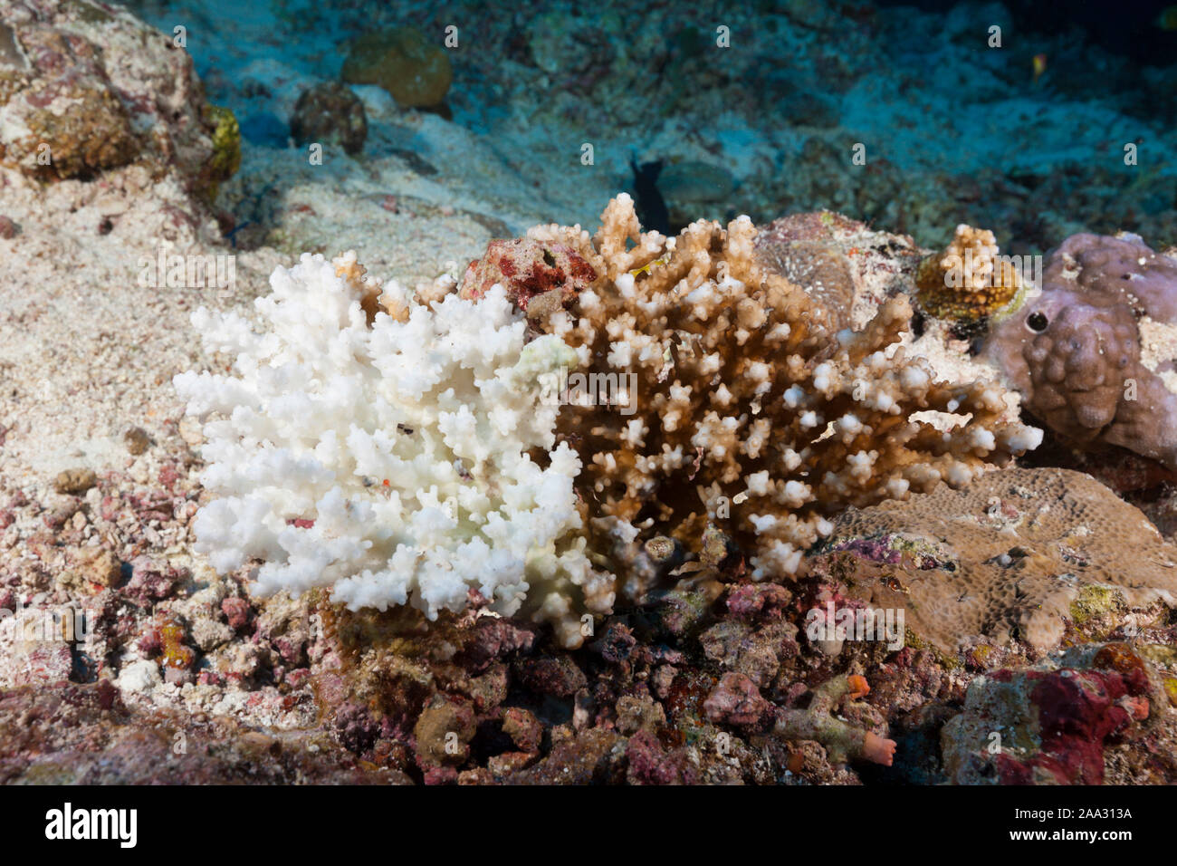 Coral sbianca, Felidhu Atoll, Oceano Indiano, Maldive Foto Stock