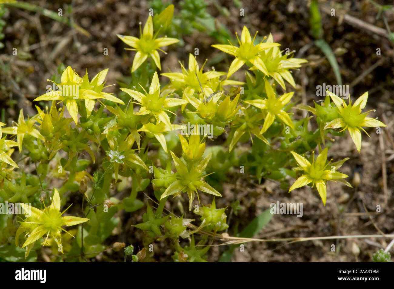 Sedum acre,Scharfer Mauerpfeffer,Mossy stonecrop,Wall pepe,Giallo stonecrop,Giallo sedum Foto Stock