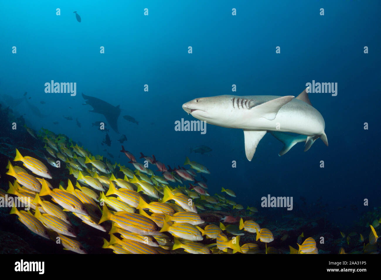 Whitetip Reef Shark, Triaenodon obesus, Ari Atoll, Oceano Indiano, Maldive Foto Stock