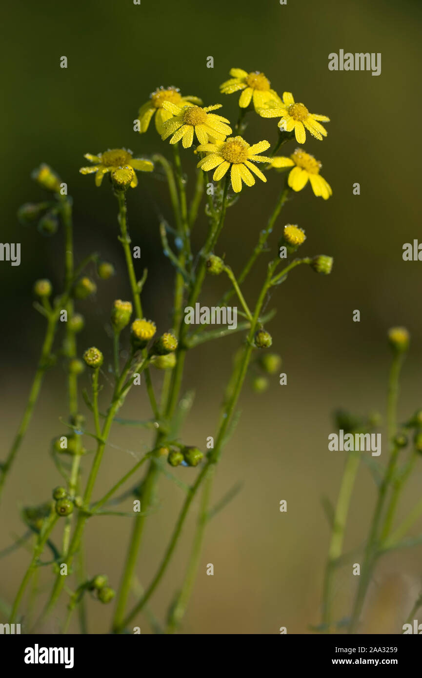 Senecio inaequidens,Schmalblaettriges Greiskraut,Narrow-Leaved erba tossica Foto Stock