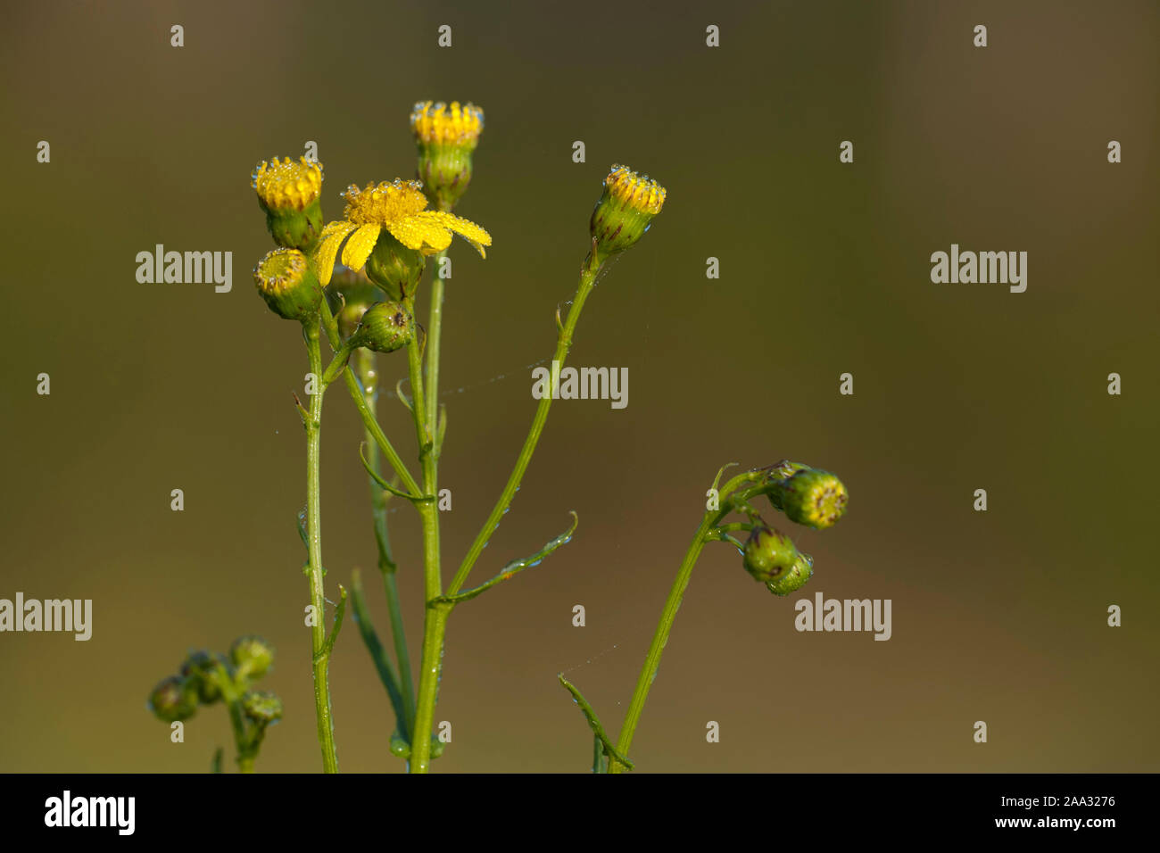 Senecio inaequidens,Schmalblaettriges Greiskraut,Narrow-Leaved erba tossica Foto Stock