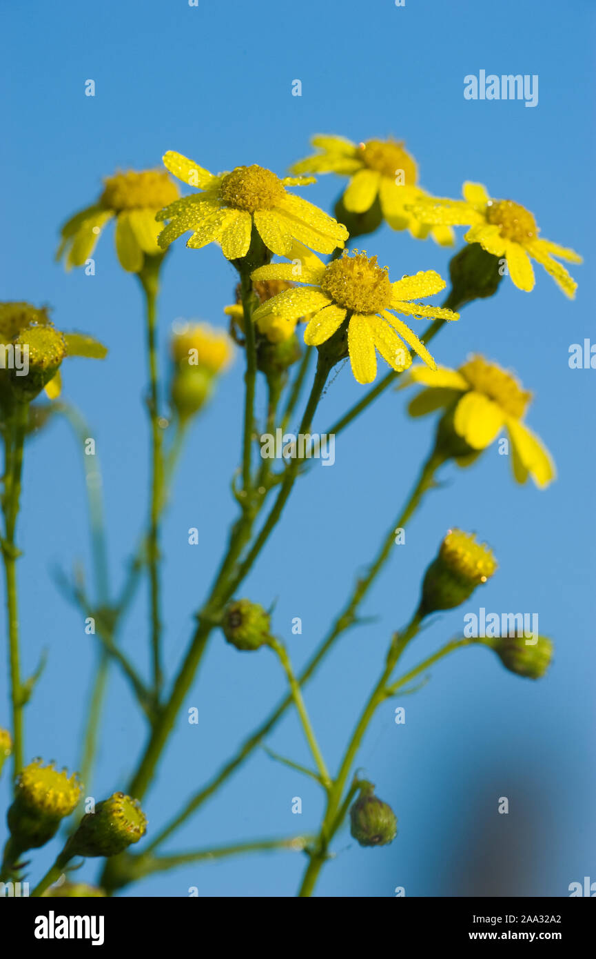 Senecio inaequidens,Schmalblaettriges Greiskraut,Narrow-Leaved erba tossica Foto Stock
